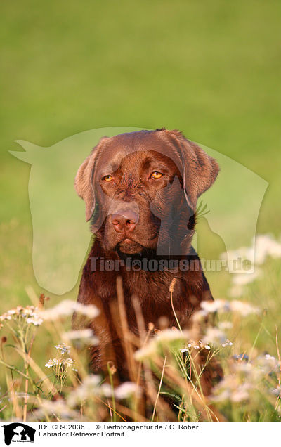 Labrador Retriever Portrait / Labrador Retriever Portrait / CR-02036