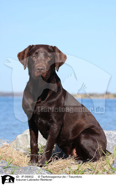 brauner Labrador Retriever / IF-06802