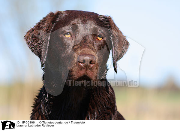 brauner Labrador Retriever / IF-06806