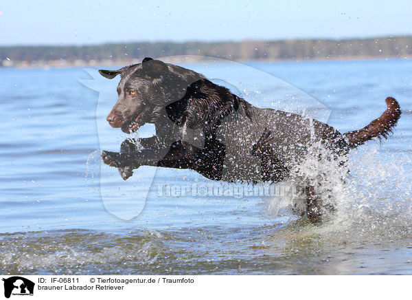 brauner Labrador Retriever / IF-06811