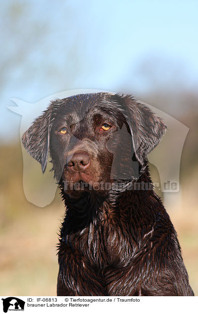 brauner Labrador Retriever / IF-06813