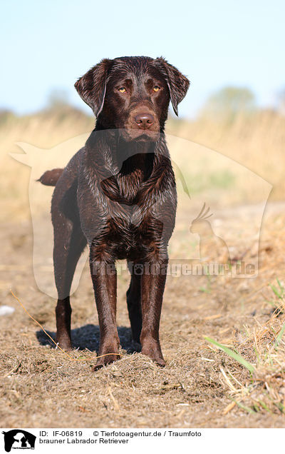brauner Labrador Retriever / brown Labrador Retriever / IF-06819