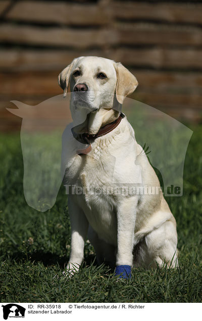 sitzender Labrador / sitting Labrador / RR-35918