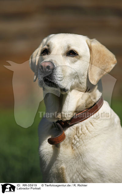 Labrador Portrait / Labrador Portrait / RR-35919