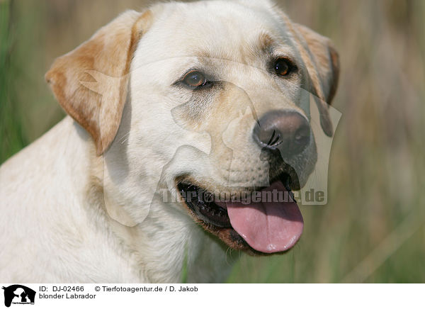 blonder Labrador / blonde Labrador / DJ-02466