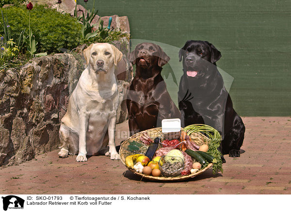 Labrador Retriever mit Korb voll Futter / Labrador Retriever / SKO-01793