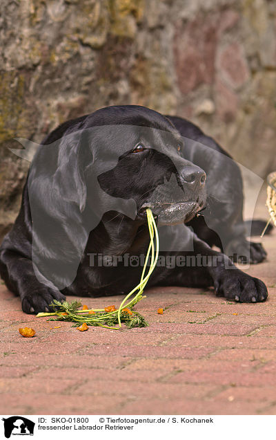 fressender Labrador Retriever / eating Labrador Retriever / SKO-01800