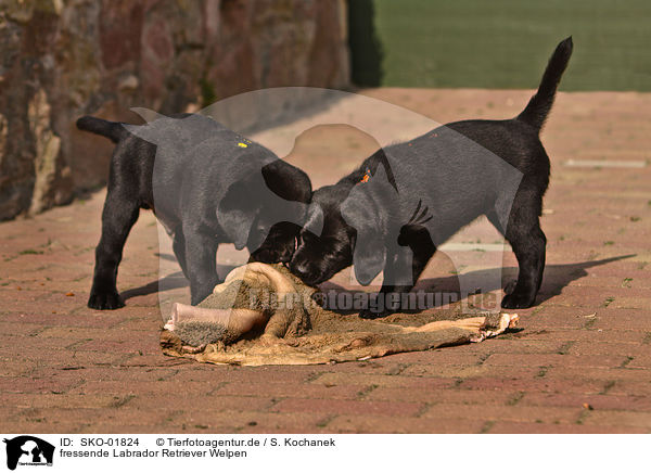 fressende Labrador Retriever Welpen / eationg Labrador Retriever puppies / SKO-01824