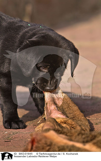 fressender Labrador Retriever Welpe / eating Labrador Retriever puppy / SKO-01845