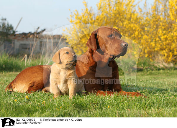 Labrador Retriever / Labrador Retrievers / KL-06605