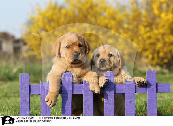 Labrador Retriever Welpen / Labrador Retriever Puppies / KL-07004