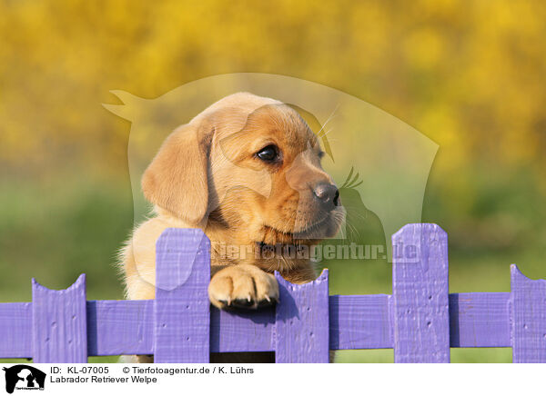 Labrador Retriever Welpe / Labrador Retriever Puppy / KL-07005