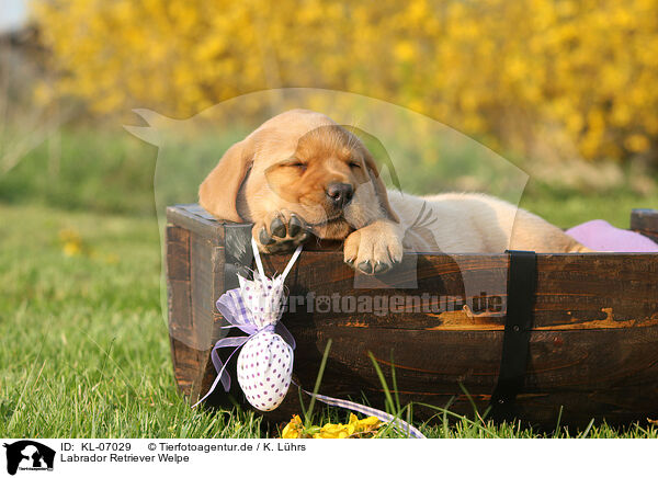 Labrador Retriever Welpe / Labrador Retriever Puppy / KL-07029