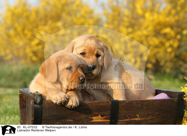 Labrador Retriever Welpen / Labrador Retriever Puppies / KL-07032