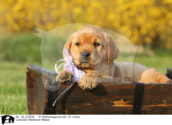 Labrador Retriever Welpe / Labrador Retriever Puppy / KL-07034