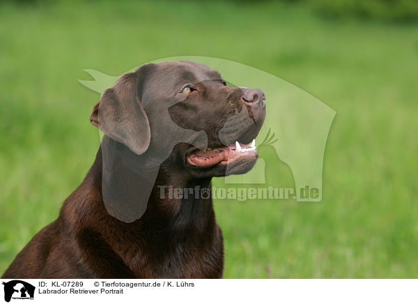 Labrador Retriever Portrait / Labrador Retriever Portrait / KL-07289