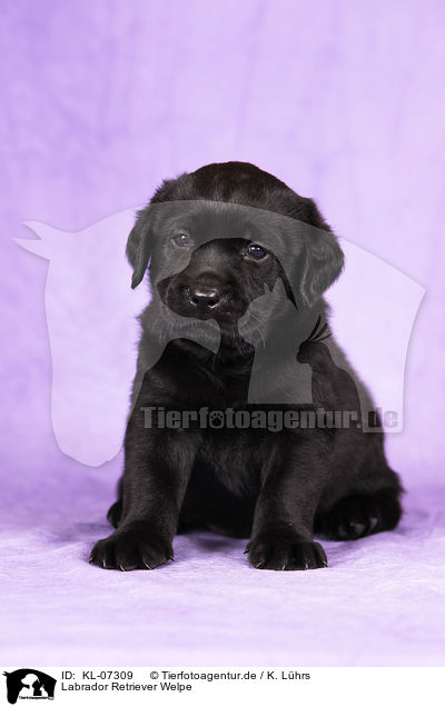 Labrador Retriever Welpe / Labrador Retriever Puppy / KL-07309