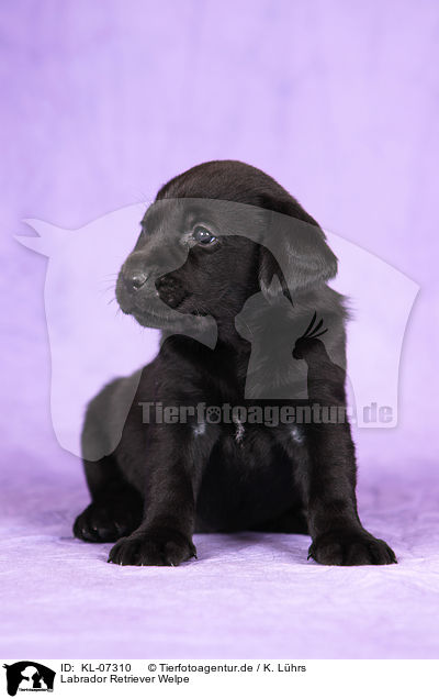 Labrador Retriever Welpe / Labrador Retriever Puppy / KL-07310