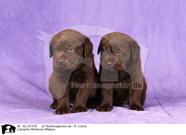 Labrador Retriever Welpen / Labrador Retriever Puppies / KL-07316