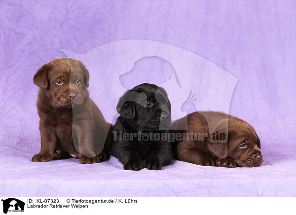Labrador Retriever Welpen / Labrador Retriever Puppies / KL-07323