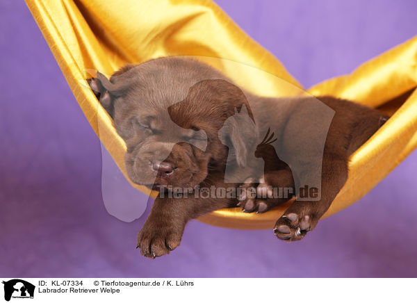 Labrador Retriever Welpe / Labrador Retriever Puppy / KL-07334