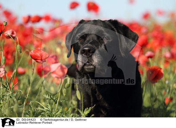 Labrador Retriever Portrait / Labrador Retriever Portrait / DG-04423