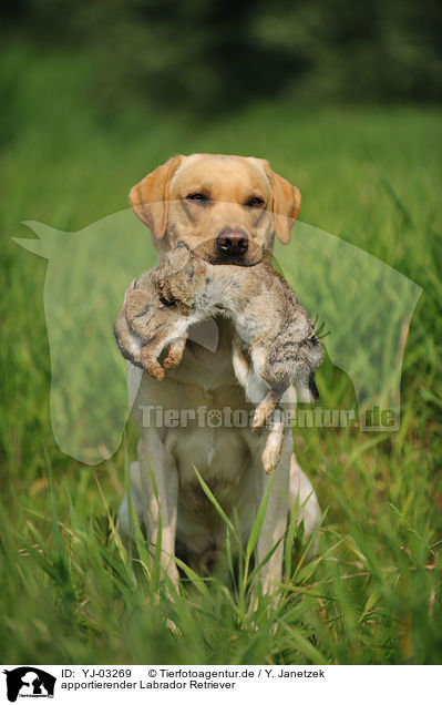 apportierender Labrador Retriever / retrieving Labrador Retriever / YJ-03269