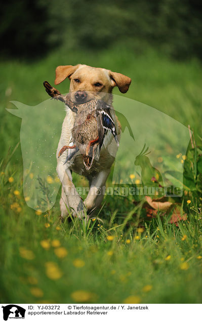 apportierender Labrador Retriever / retrieving Labrador Retriever / YJ-03272