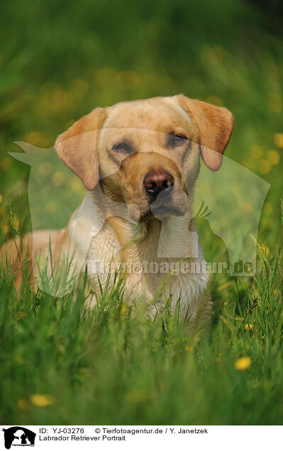 Labrador Retriever Portrait / Labrador Retriever Portrait / YJ-03276