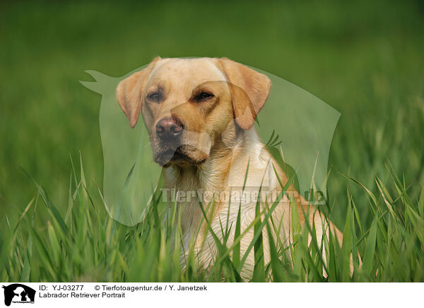 Labrador Retriever Portrait / Labrador Retriever Portrait / YJ-03277