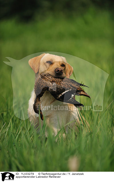 apportierender Labrador Retriever / retrieving Labrador Retriever / YJ-03279
