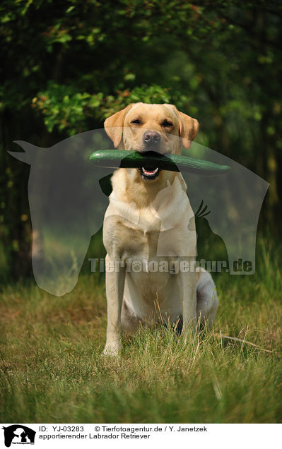 apportierender Labrador Retriever / retrieving Labrador Retriever / YJ-03283