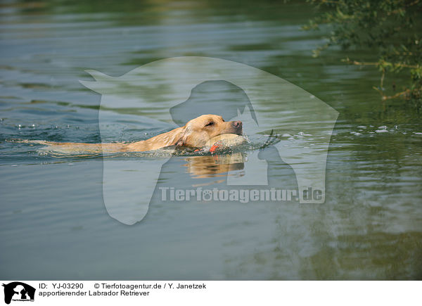 apportierender Labrador Retriever / retrieving Labrador Retriever / YJ-03290