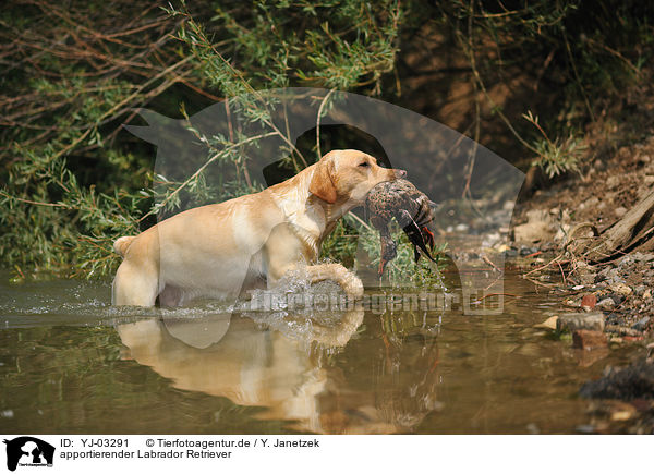 apportierender Labrador Retriever / retrieving Labrador Retriever / YJ-03291