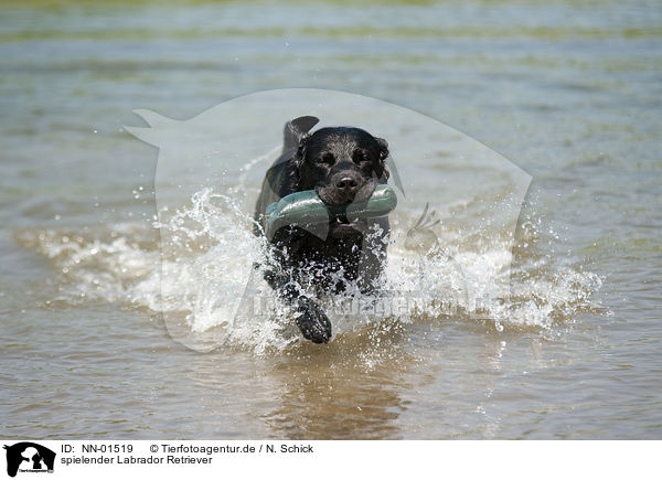 spielender Labrador Retriever / playing Labrador Retriever / NN-01519