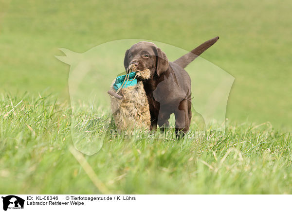Labrador Retriever Welpe / Labrador Retriever Puppy / KL-08346