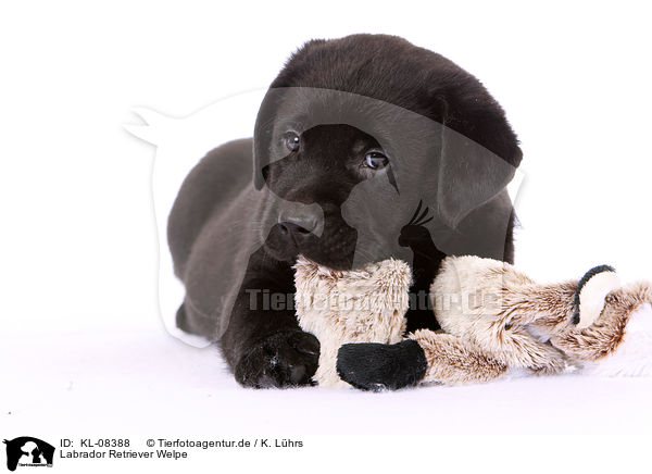 Labrador Retriever Welpe / Labrador Retriever Puppy / KL-08388