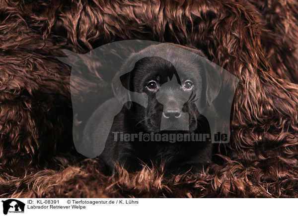 Labrador Retriever Welpe / Labrador Retriever Puppy / KL-08391