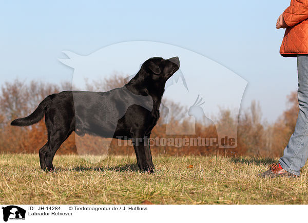 Labrador Retriever / Labrador Retriever / JH-14284