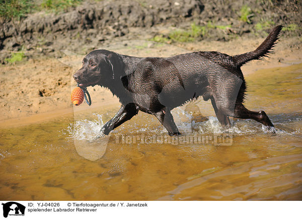 spielender Labrador Retriever / playing Labrador Retriever / YJ-04026