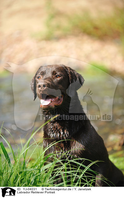 Labrador Retriever Portrait / Labrador Retriever Portrait / YJ-04031