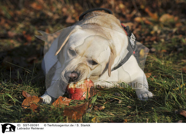 Labrador Retriever / Labrador Retriever / SST-09391