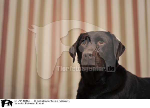 Labrador Retriever Portrait / Labrador Retriever Portrait / AP-10158