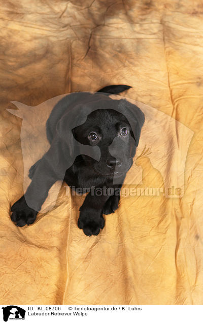 Labrador Retriever Welpe / Labrador Retriever Puppy / KL-08706