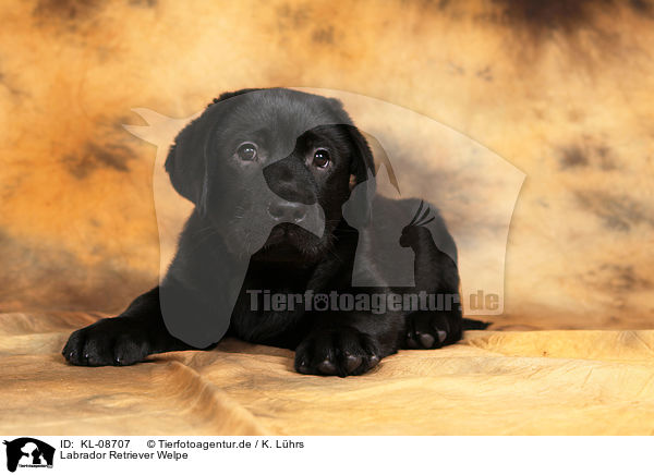 Labrador Retriever Welpe / Labrador Retriever Puppy / KL-08707