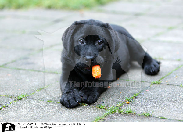Labrador Retriever Welpe / Labrador Retriever Puppy / KL-08712