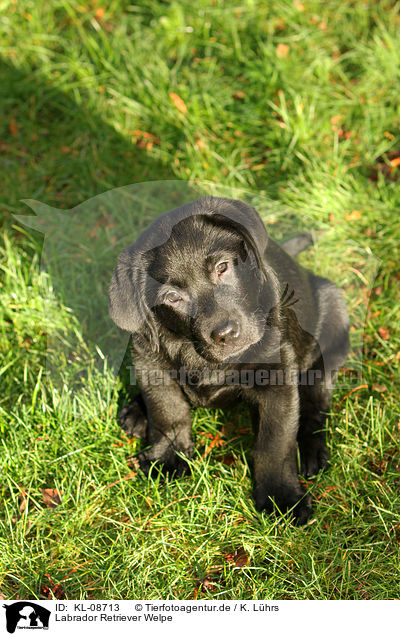 Labrador Retriever Welpe / Labrador Retriever Puppy / KL-08713