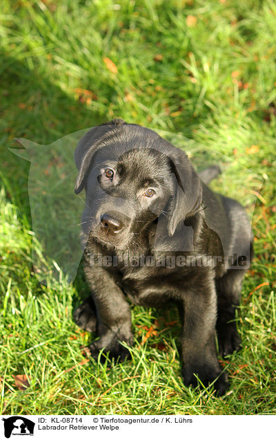 Labrador Retriever Welpe / Labrador Retriever Puppy / KL-08714
