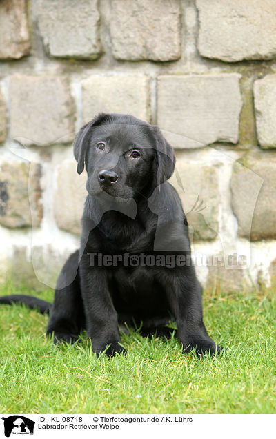 Labrador Retriever Welpe / Labrador Retriever Puppy / KL-08718