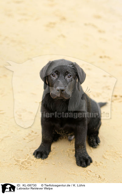 Labrador Retriever Welpe / Labrador Retriever Puppy / KL-08730